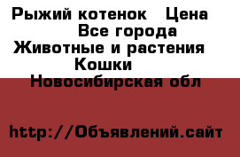 Рыжий котенок › Цена ­ 1 - Все города Животные и растения » Кошки   . Новосибирская обл.